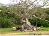 La Ceiba de Vieques - VIEQUES